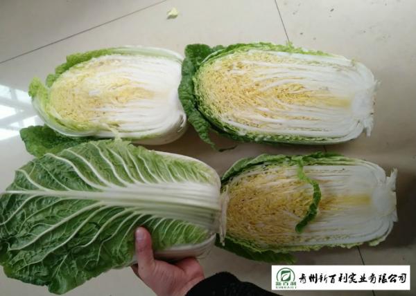 Buy cheap Natural Fresh Chinese Cabbage No Putrefaction No Stain Own Planting from wholesalers