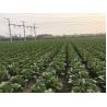 Buy cheap Big Healthy Cabbage , Rich Folic Acid Green Pointed Cabbage 2.5kg / Per from wholesalers