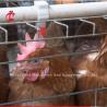 Buy cheap China Imported Coated Chicken Battery Cage ISO9001 , Layer Chicken Cage System 4 Door Sandy from wholesalers