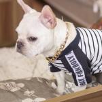 Rechargeable Metal Big Dog Gold Chain Summer Pet Fashion Accessories