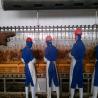 Buy cheap 3000 Birds / H Poultry Slaughtering Equipment Chicken Slaughter Line 10000BPH from wholesalers