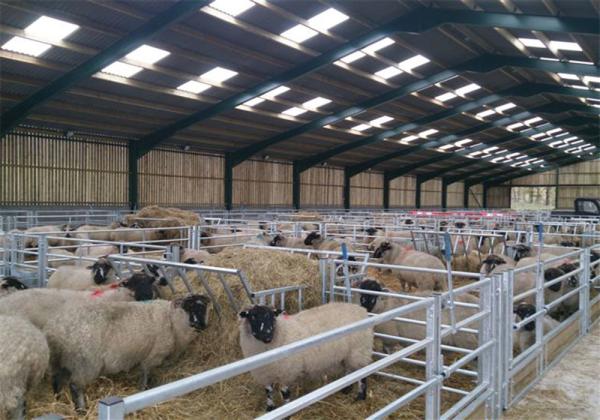 Buy cheap Sheeppen Poultry House Shed Steel Agricultural Building Construction Fire Resistant from wholesalers