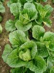 Buy cheap No Rotten Signs Cabbage Vegetable , Chinese Flat Cabbage Low In Calories from wholesalers