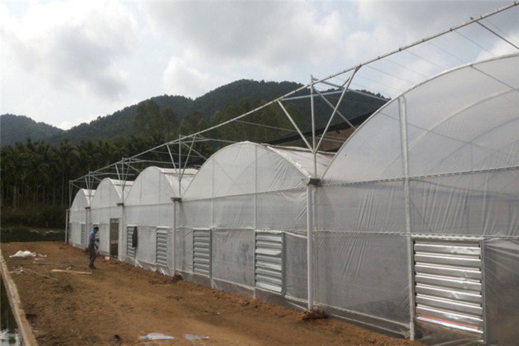 150/200 Micro Covering PE Multi Span Film Greenhouse For Tomato Farming In Agriculture