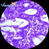 Buy cheap Specimen Medical 50pcs Set Parasite Microscope Slides 1.2mm from wholesalers
