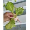 Buy cheap Provided Video Inspection 100*50mm PVC Planting Gully for Customized NFT Hydroponics from wholesalers