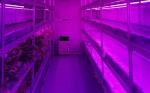 Intelligent Control Agricultural Greenhouse For Farming Vegetables Flowers