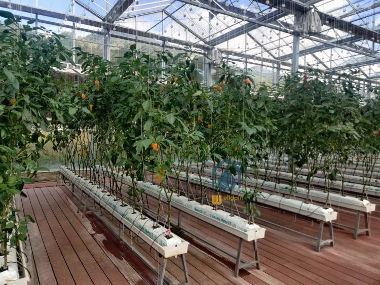 PVC Substrate Planting Gutter Hydroponics For Strawberries And Tomatoes Planting