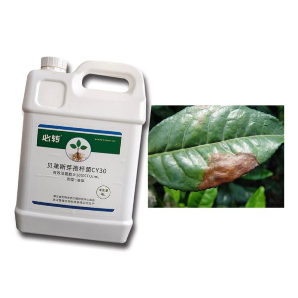 Plant Growth Fertilizer Bacillus Velezensis CY30 For Strawberry Apple Tomato