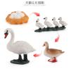 Buy cheap Swan Life Cycle Figure Model Toy For Boys Girls Kids from wholesalers