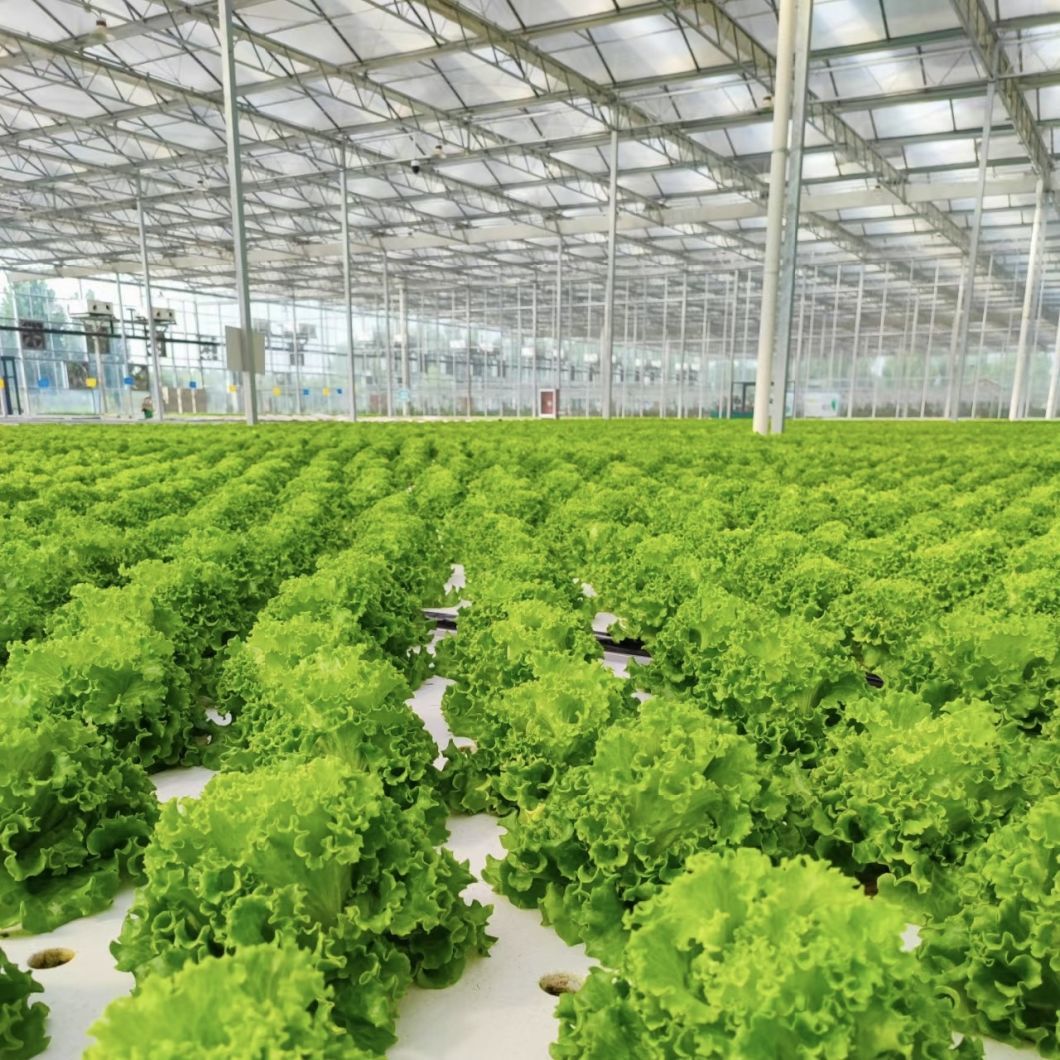 Hydroponic Glass Greenhouse for Vegetable Farming