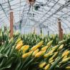 Buy cheap Juxiang Multi-Span Humidity Control Greenhouse for Peppers Film Greenhouse Department from wholesalers
