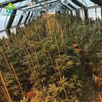 Medical Growing Blackout Light Dep Green House 9X32M Tunnel Greenhouse