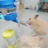 Buy cheap Plastic Water Bottle for Small Animals LCD Display 125ml like Hamsters and Rabbits from wholesalers