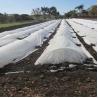 Buy cheap 200gsm Agriculture Mulching Sheet PP Non Woven Material from wholesalers