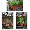 Buy cheap Light and soft black/double-color flower pot dried ginger seedling nutrition pot from wholesalers