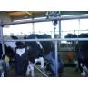 Buy cheap Fish bone Pipeline Herringbone Milking System 4KW 380V / 50Hz from wholesalers