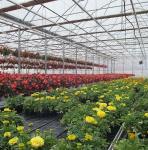 Single-Arch Greenhouse for Flower Farming Boost Your Flower Production