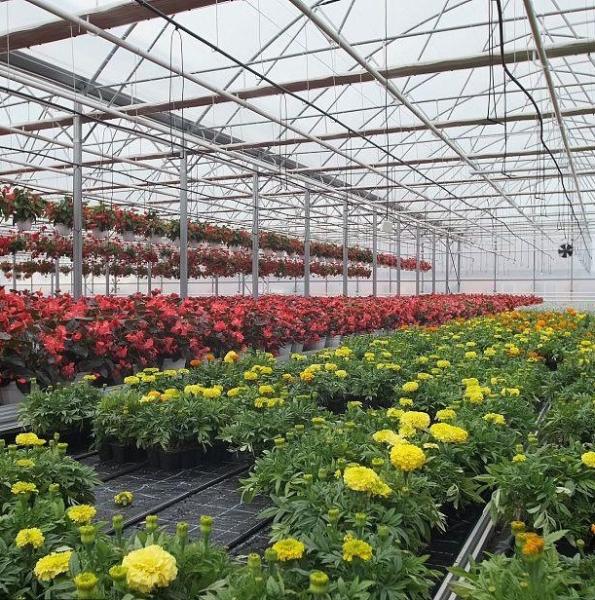 Buy cheap Single-Arch Greenhouse for Flower Farming Boost Your Flower Production from wholesalers