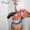 Buy cheap Medical Science Human Digestive System Display Simulation Anatomy Model from wholesalers