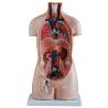 Buy cheap Professional Human Torso Model 85cm Sexless Torso 20 Parts For Simulation Training from wholesalers