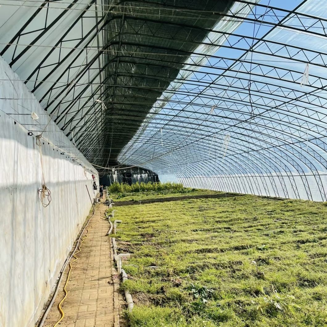 Sunlight Greenhouse Hydroponics Vegetable Production