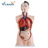 Buy cheap Full Size Human Torso Model 85cm Man Torso 19 Parts Oem Service from wholesalers