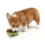 Buy cheap Ceramics Pet Food Feeder Rounded Shape For Gift / Home Decor / Souvenir from wholesalers