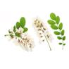 Buy cheap 95% 98% Pure Rutin Powder Flower Bud Part Sophora Japonica Extract from wholesalers