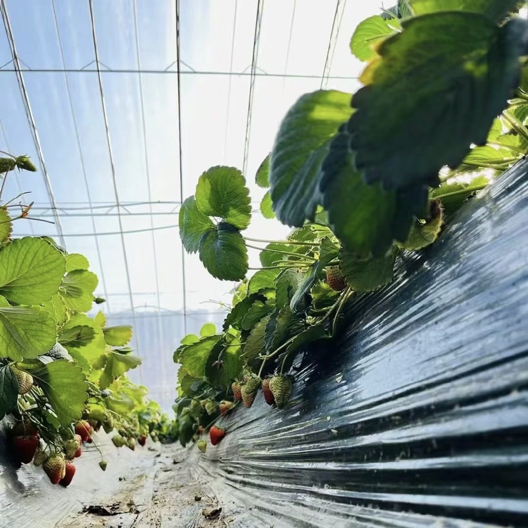 Aquaponics Sunlight Sparay Irrigation Vegetable Production Greenhouse