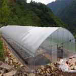 UV Resistance Hot Dipped Steel Frame Single Span 10m Tunnel Plastic Greenhouse