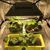 Buy cheap Knob Dimming Full Spectrum 2x2 LED Grow Light from wholesalers