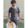 Buy cheap High Protein Fresh Duck Blood Sodium Citrate Pet Food Additives 20 Kg/Bag And 25 Kg/Bag from wholesalers