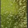 Buy cheap Green Glass Mosaic Tile Kitchen Backsplash For Kitchens Metallic 15x148mm Electroplated from wholesalers