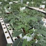 Film Cover Agriculture Multi Span Greenhouse for Vegetable/Crop/Flower/Fruit