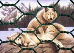Buy cheap Low Carbon Steel 0.3mm Powder Coated Welded Wire Mesh 4mm Gabion Hex Wire Netting from wholesalers