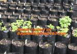 Plastic Planter, Grow Bag, garden bags, grow bags, hanging plant bags, planters