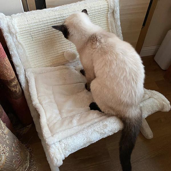 Buy cheap Pet Cat Sofa Bed Sunbathing Chair Sleeping Recliner Cat Scratching Board Cat Scratching Board from wholesalers