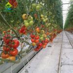 Lettuce Soilless Cultivation Equipment