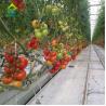 Buy cheap Balcony NFT Hydroponic System from wholesalers