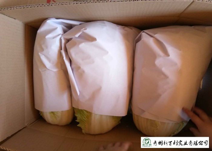 Chinese All Season Cabbage Yellow Inside 15kg / Ctn HACCP GAP Certification