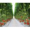 Buy cheap Anti Sweat Commercial Glass Greenhouse Uniform Illumination Good Draining Ability from wholesalers