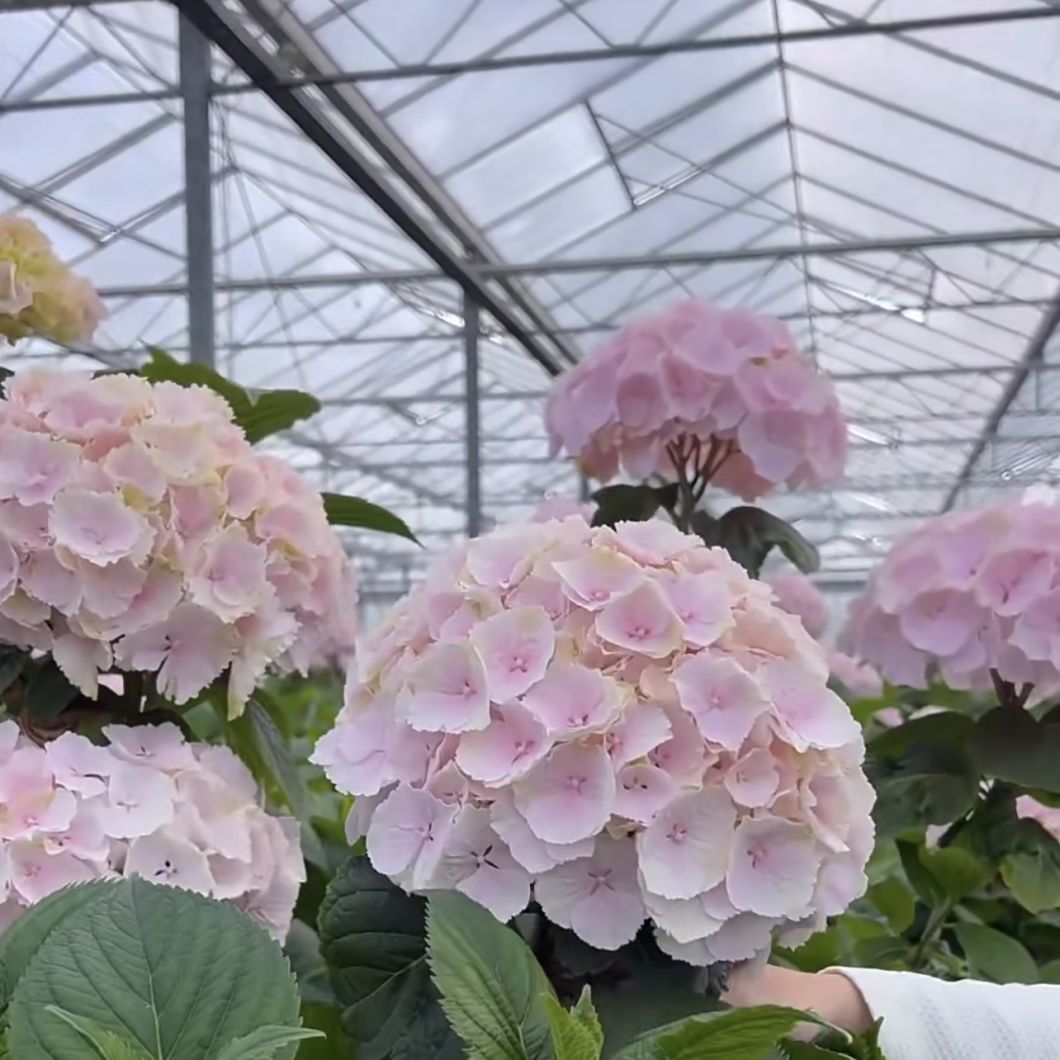 a Type Roof Glass Greenhouse for Hydroponic Vegetables