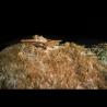 Buy cheap Ida&Billy Scale Architectural Landscape Model 1/300 Tanglang Mountain Park from wholesalers