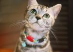 Soft Polyester Cat Neck Band Cat Shock Collar Indoor For Cats Meowing