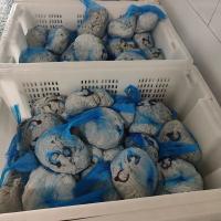Buy cheap No Additives Natural Salted Sheep Casing 22/24mm 24/26mm product