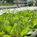 Initial Payment JX-A0050 Water Pipe Agricultural Greenhouse for Vegetable