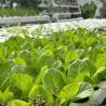 Buy cheap Building Materials Steel Structure Large Size Horticulture Greenhouse with Glass Roof from wholesalers