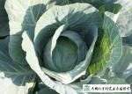 Clean Healthy Fresh Green Cabbage Own Plantation Supply To Supermarket