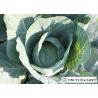 Buy cheap Clean Healthy Fresh Green Cabbage Own Plantation Supply To Supermarket from wholesalers